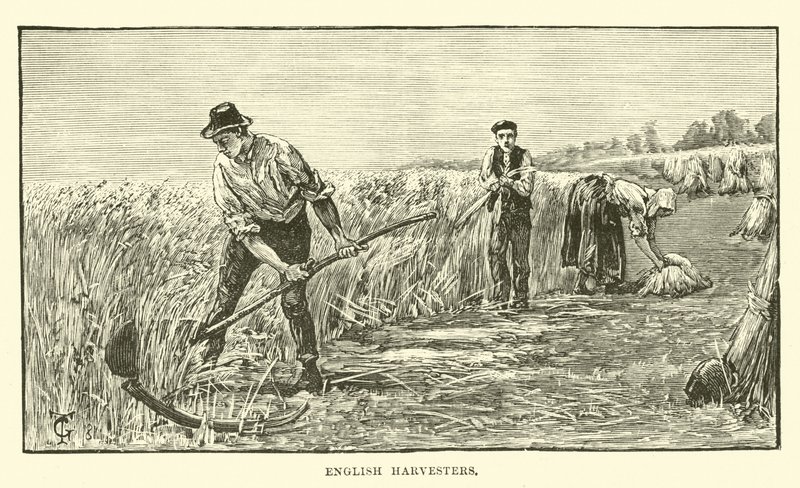 English harvesters by English School