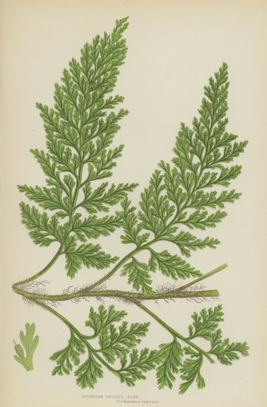 European Bristle Fern by English School