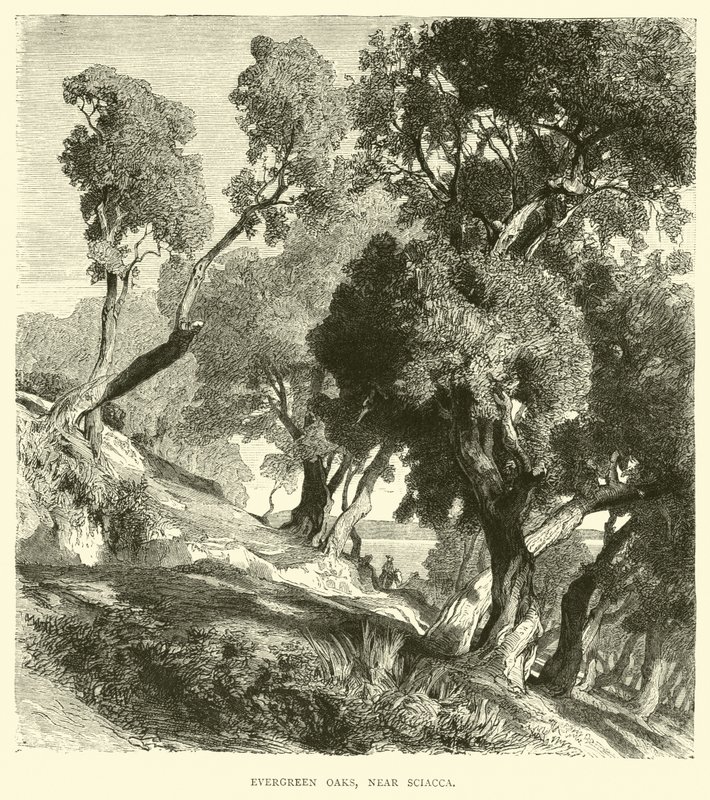 Evergreen Oaks, Near Sciacca by English School