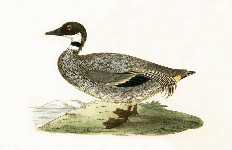 Falcated Teal, Illustration from 