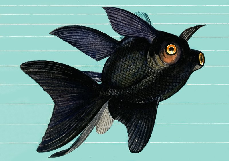 Fantail Blackmoor by English School