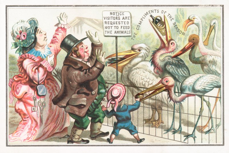 Feeding birds at the zoo by English School