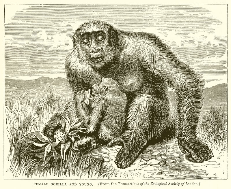 Female Gorilla and Young by English School
