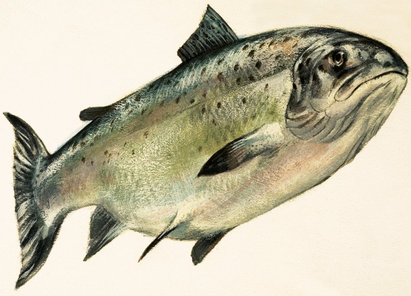 Female Salmon by English School