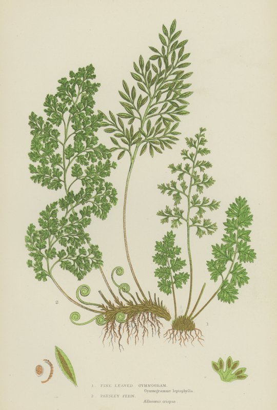 Fine Leaved Gymnogram, Parsley Fern by English School