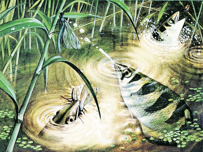 Fish That Fires Bullets -- the archerfish uses water as ammunition by English School