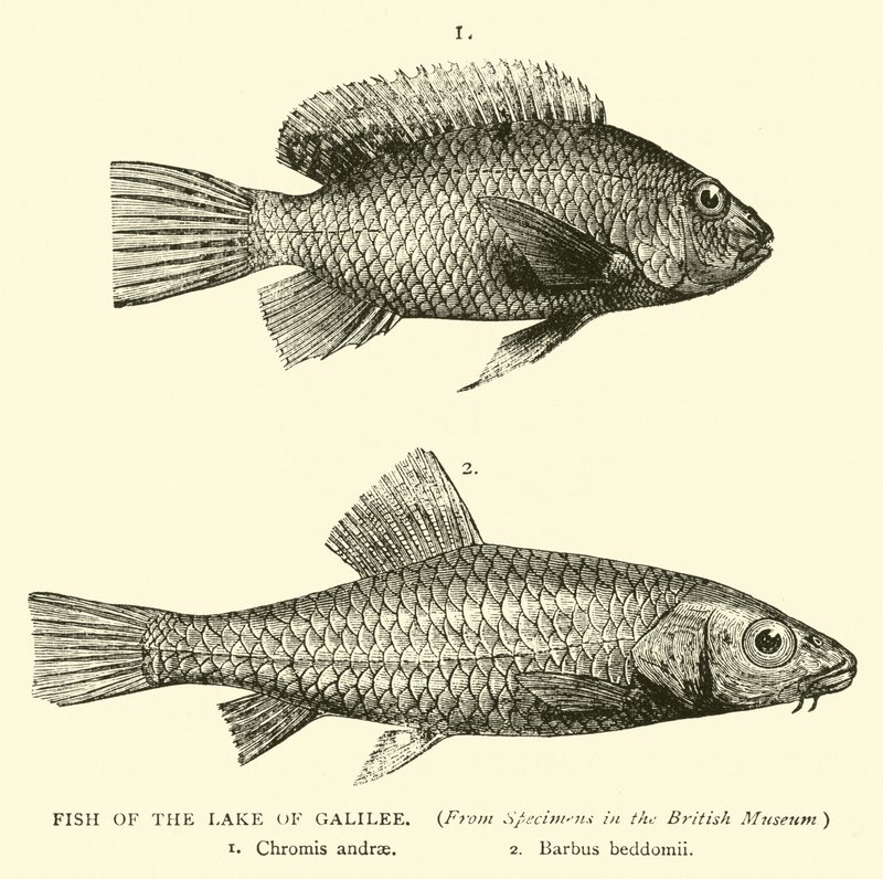 Fish of the Lake of Galilee by English School