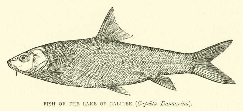 Fish of the Lake of Galilee, Capoeta Damascina by English School