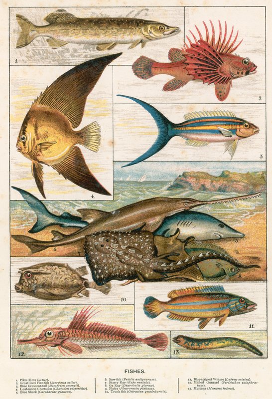 Fishes by English School