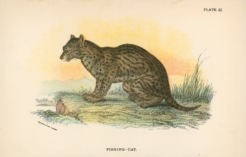Fishing-Cat by English School
