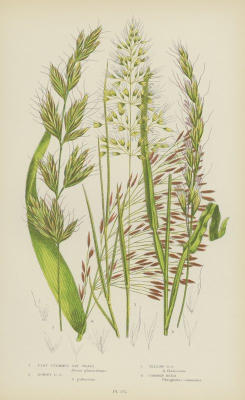 Flat Stemmed Oat Grass, Downy Oat Grass, Yellow Oat Grass, Common Reed by English School