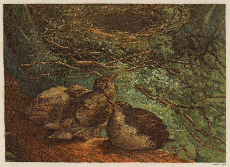 Fledgling Brood of Birds by English School