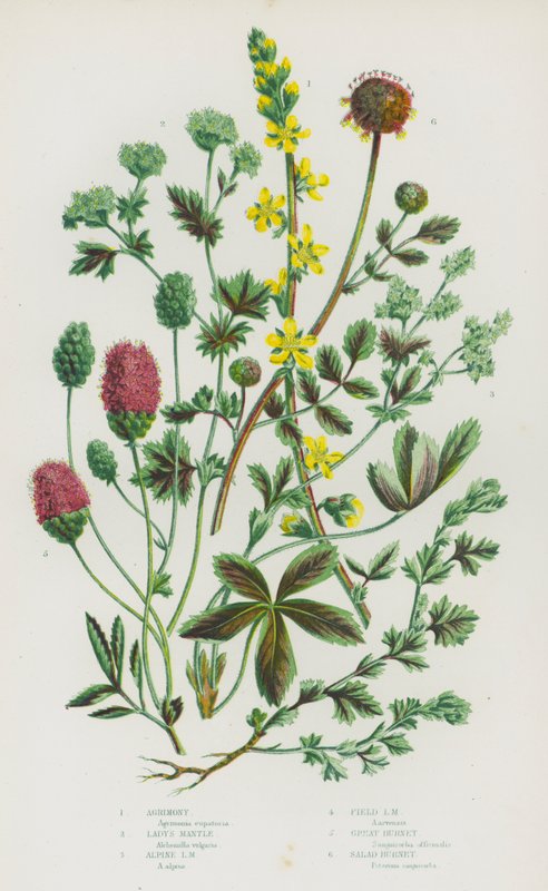 Flowering Plants of Great Britain: Agrimony, Lady