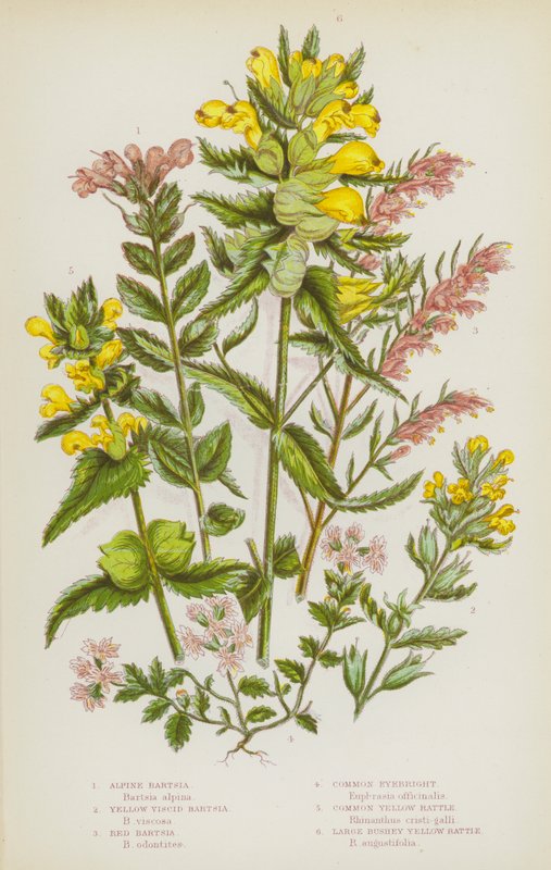 Flowering Plants of Great Britain: Alpine Bartsia, Yellow Viscid Bartsia, Red Bartsia, Common Eyebright, Common Yellow Rattle, Large Bushy Yellow Rattle by English School