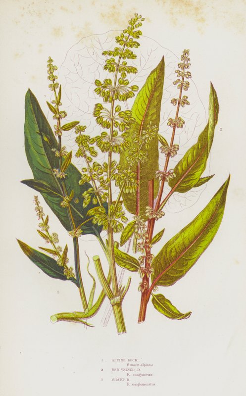 Flowering Plants of Great Britain: Alpine Dock, Red Veined Dock, Sharp Dock by English School