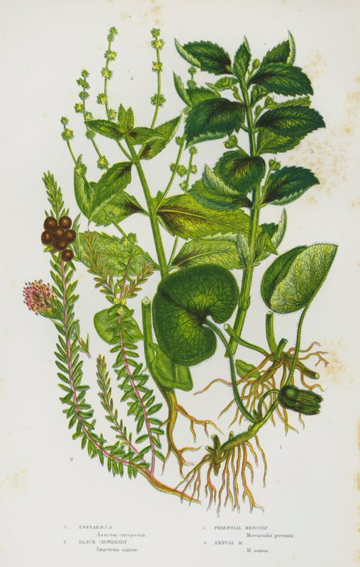 Flowering Plants of Great Britain: Asarabacca, Black Crowberry, Perennial Mercury, Annual Mercury by English School