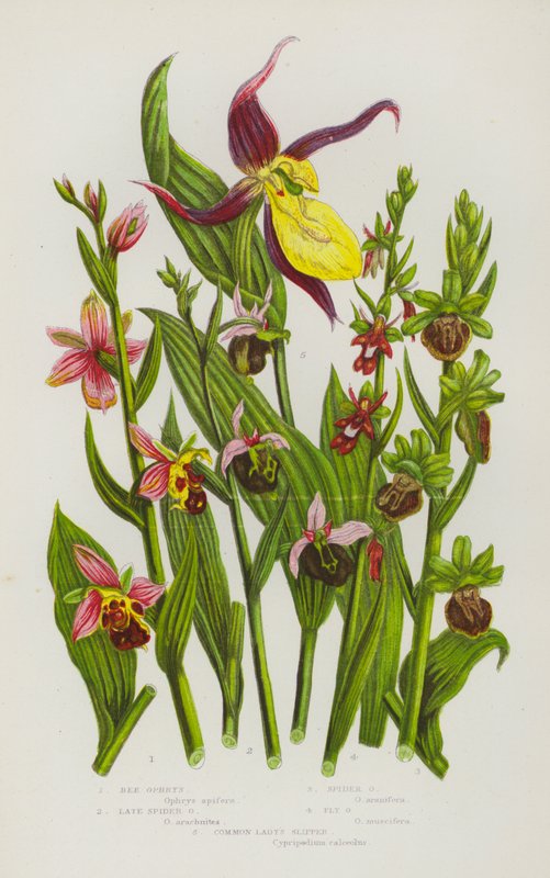 Flowering Plants of Great Britain: Bee Ophrys, Late Spider Ophrys, Spider Ophrys, Fly Ophrys, Common Lady