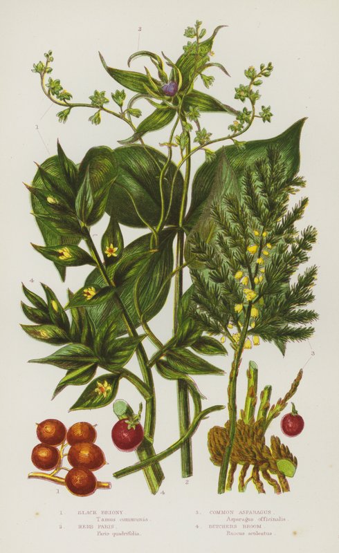 Flowering Plants of Great Britain: Black Briony, Herb Paris, Common Asparagus, Butchers Broom by English School