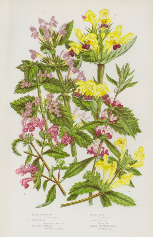 Black Horehound, Motherwort, Red Hemp Nettle, Downy Hemp Nettle, Common Hemp Nettle, Large Flowered Hemp Nettle by English School