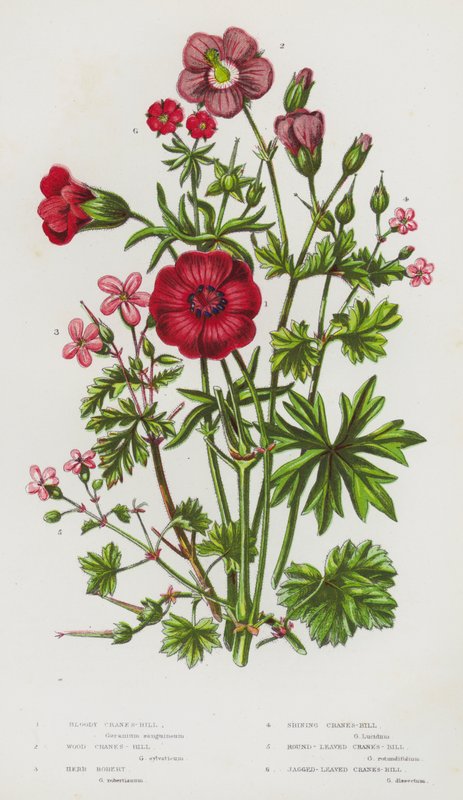 Flowering Plants of Great Britain: Bloody Crane