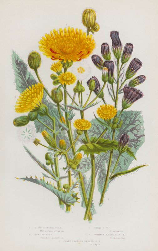 Flowering Plants of Great Britain: Blue Sow-Thistle, Sow Thistle, Corn Sow Thistle, Common Annual Sow Thistle, Sharp Fringed Annual Sow Thistle by English School