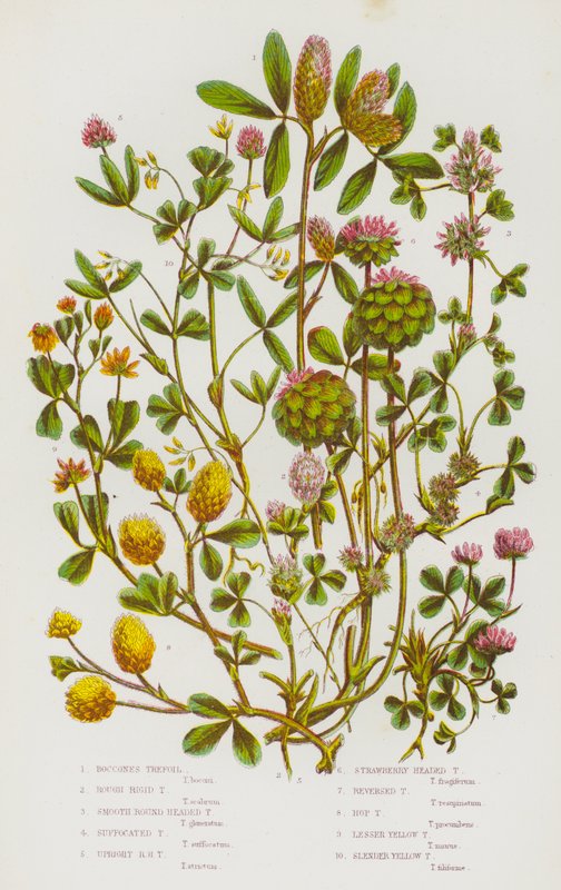 Boccones Trefoil, Rough Rigid Trefoil, Smooth Round Headed Trefoil, Suffocated Trefoil, Upright Round Headed Trefoil, Strawberry Headed Trefoil, Reversed Trefoil, Hop Trefoil, Lesser Yellow Trefoil, Slender Yellow Trefoil by English School