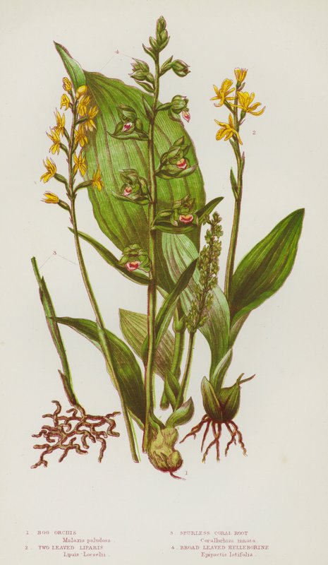 Flowering Plants of Great Britain: Bog Orchis, Two Leaved Liparis, Spurless Coral Root, Broad Leaved Helleborine by English School
