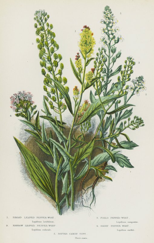 Broad Leaved Pepper Wort, Narrow Leaved Pepper Wort, Field Pepper-Wort, Hairy Pepper Wort, Bitter Candy Tuft by English School