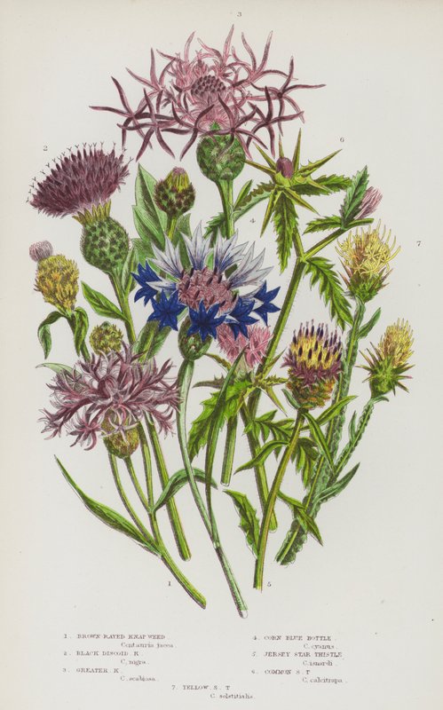 Flowering Plants of Great Britain: Brown-Rayed Knap Weed, Black Discoid Knap Weed, Greater Knap Weed, Corn Blue Bottle, Jersey Star Thistle, Common Star Thistle, Yellow Star Thistle by English School