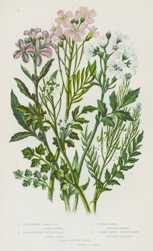 Flowering Plants of Great Britain: Bulbiferous Coral-Root, Large-Flowered Bitter-Cress, Cuckoo-Flower, Narrow-Leaved Bitter-Cress, Hairy Bitter-Cress by English School