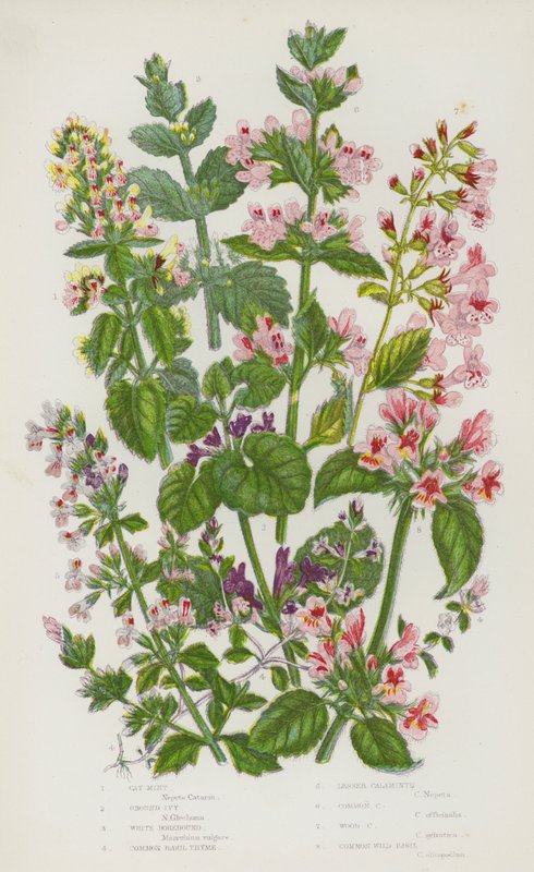 Flowering Plants of Great Britain: Cat Mint, Ground Ivy, White Horehound, Common Basil Thyme, Lesser Calaminth, Common Calaminth, Wood Calaminth, Common Wild Basil by English School
