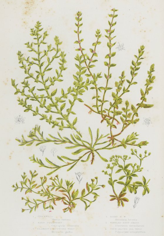 Flowering Plants of Great Britain: Chickweed, Sand Strapwort, Glabrous Rupture Wort, Hairy Rupture Wort, Whorled Knot Grass, Four Leaved All Seed by English School