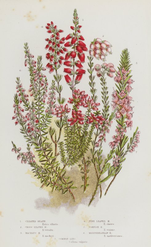 Flowering Plants of Great Britain: Ciliated Heath, Cross Leaved Heath, Mackay