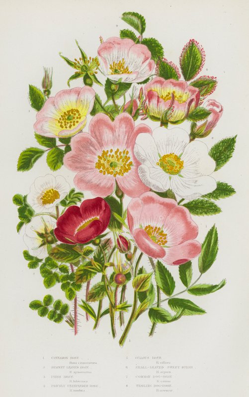 Flowering Plants of Great Britain: Cinnamon Rose, Burnet leaved Rose, Irish Rose, Prickly Unexpanded Rose, Villous Rose, Small-Leaved Sweet Briar, Common Dog-Rose, Trailing Dog-Rose by English School