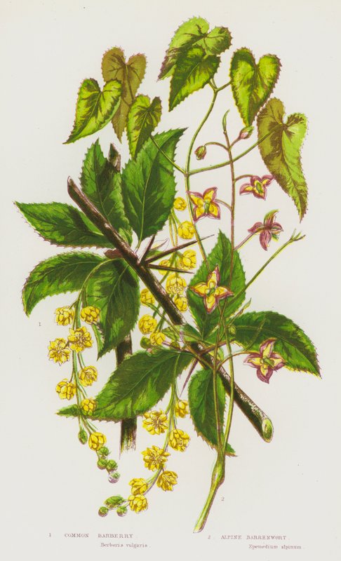 Flowering Plants of Great Britain: Common Barberry, Alpine Barrenwort by English School