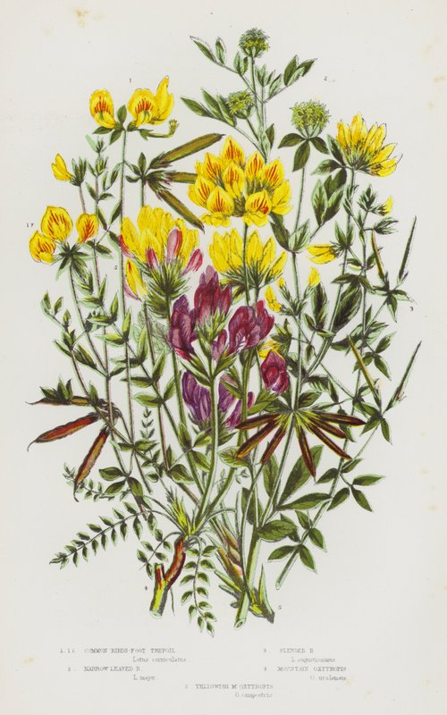 Flowering Plants of Great Britain: Common Bird