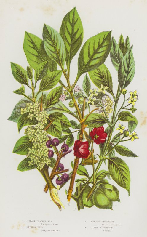 Flowering Plants of Great Britain: Common Bladder Nut, Spindle Tree, Common Buckthorn, Alder Buckthorn by English School