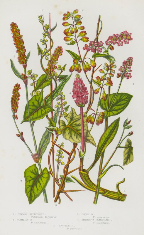 Flowering Plants of Great Britain: Common Buckwheat, Climbing Buckwheat, Copse Buckwheat, Amphibius Persecaria, Spotted Persecaria by English School