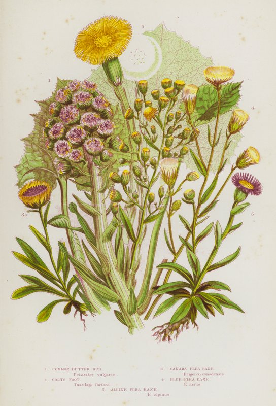 Flowering Plants of Great Britain: Common Butter Bur, Colts Foot, Canada Flea Bane, Blue Flea Bane, Alpine Flea Bane by English School