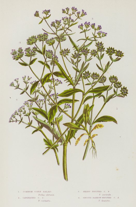 Flowering Plants of Great Britain: Common Corn Salad, Carinated Corn Salad, Sharp-Fruited Corn Salad, Smooth Narrow-Fruited Corn Salad by English School