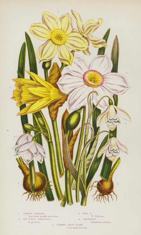 Flowering Plants of Great Britain: Common Daffodil, The Poets Narcissus, Pale Narcissus, Snowdrop, Summer Snow Flake by English School