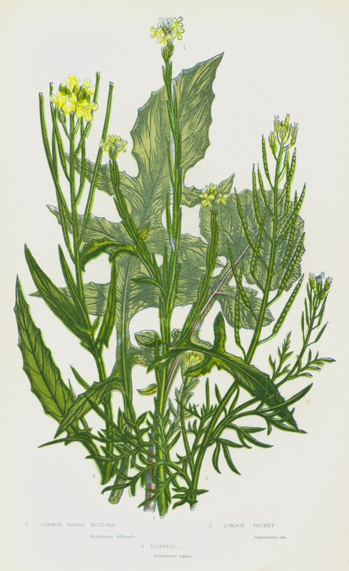 Common Hedge Mustard, London Rocket, Flixweed by English School