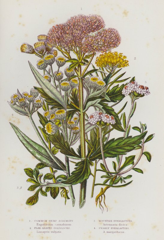 Flowering Plants of Great Britain: Common Hemp Agrimony, Flax Leaved Goldilocks, Mountain Everlasting, Pearly Everlasting by English School