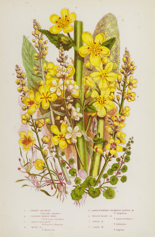 Flowering Plants of Great Britain: Common Mudwort, Cornish Money Wort, Great Mullein, Moth Mudwort, Large Flowered Primrose Leaved Mudwort, Yellow Hoary Mudwort, White Mudwort, Dark Mudwort by English School