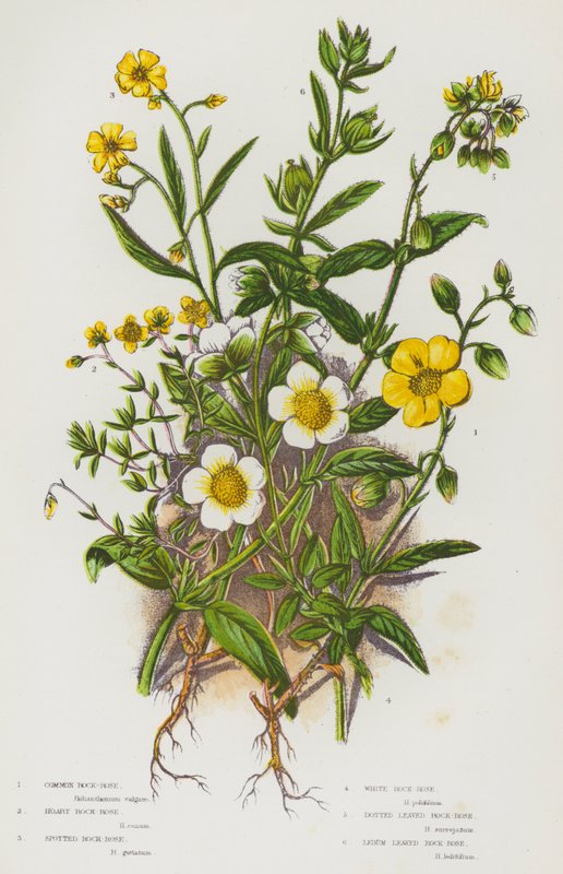 Flowering Plants of Great Britain: Common Rock-Rose, Hoary Rock-Rose, Spotted Rock-Rose, White Rock-Rose, Dotted Leaved Rock-Rose, Ledum Leaved Rock-Rose by English School