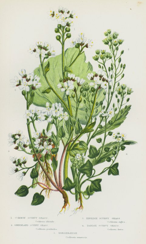 Flowering Plants of Great Britain: Common Scurvy Grass, Greenland Scurvy Grass, English Scurvy Grass, Danish Scurvy Grass, Horseradish by English School