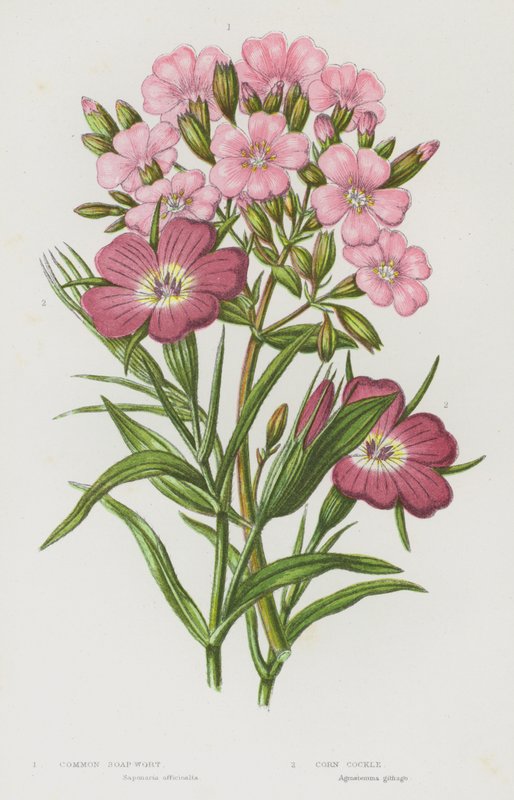 Flowering Plants of Great Britain: Common Soap Wort, Corn Cockle by English School