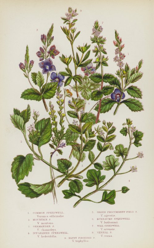 Flowering Plants of Great Britain: Common Speedwell, Mountain Speedwell, Germander Speedwell, Ivy-Leaved Speedwell, Green Procumbent Field Speedwell, Buxbaums Speedwell, Wall Speedwell, Vernal Speedwell, Blunt Fingered Speedwell by English School