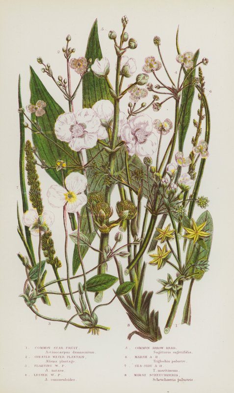 Flowering Plants of Great Britain: Common Star Fruit, Greater Water Plantain, Floating Water Plantain, Lesser Water Plantain, Common Arrow-Head, Marsh Arrow-Head, Sea-Side Arrow-Head, Marsh Scheuchzeria by English School