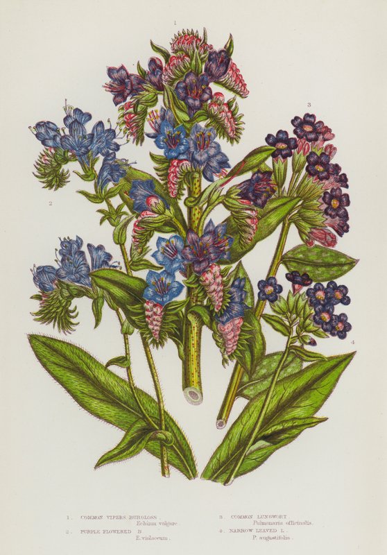 Flowering Plants of Great Britain: Common Vipers Burgloss, Purple Flowered Burgloss, Common Lungwort, Narrow Leaved Lungwort by English School